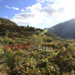 Via Francigena CAREMA vigneti