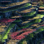 Caleidoscopici vigneti