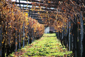 Vigneti