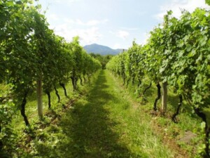 Vigneti