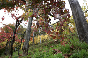 VIgneti