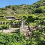 ENJOYCANAVESE - R_Pergola_passeggiate con sommelier1