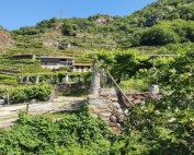 ENJOYCANAVESE - R_Pergola_passeggiate con sommelier1