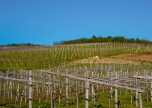 Vigneti lungo le Strade Reali