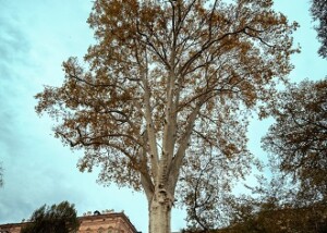 Il Castello di Agliè
