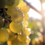 Viaggio di gusto in Canavese... sulla Strada Reale dei vini torinesi