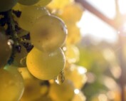 Viaggio di gusto in Canavese... sulla Strada Reale dei vini torinesi