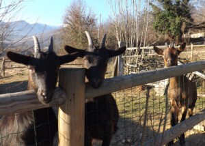 Agriturismo La Bedina