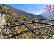 WILD WINE TOURS - CAREMA EXPERIENCE
