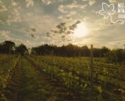 WILD WINE TOURS - DALLE QUERCE ALLE VITI