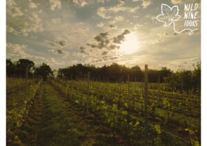 WILD WINE TOURS - DALLE QUERCE ALLE VITI