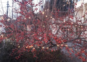 B&B Novecento - Bollengo