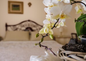 B&B Novecento - Bollengo