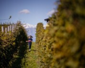 pergola filari Erbaluce