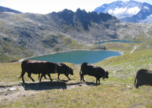 GPO_IMG_4987_FrancoFerrero