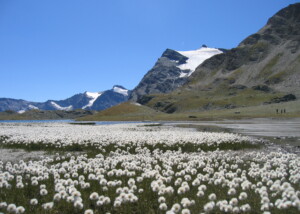 GPO_PNGP Rosset Eriofori_FrancoFerrero